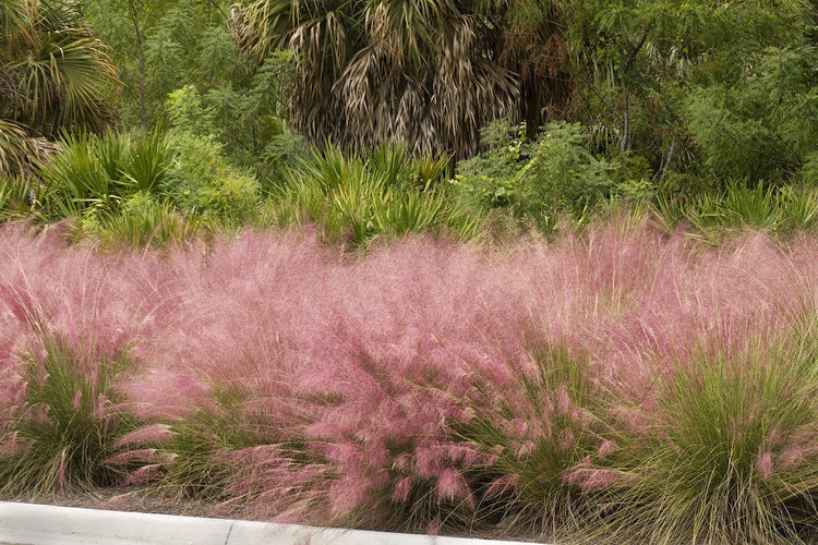 Pink Muhly Grass | 1 Large Live Plant | Muhlenbergia Capillaris | Hairawn Muhly | Blooming Ornamental Foliage