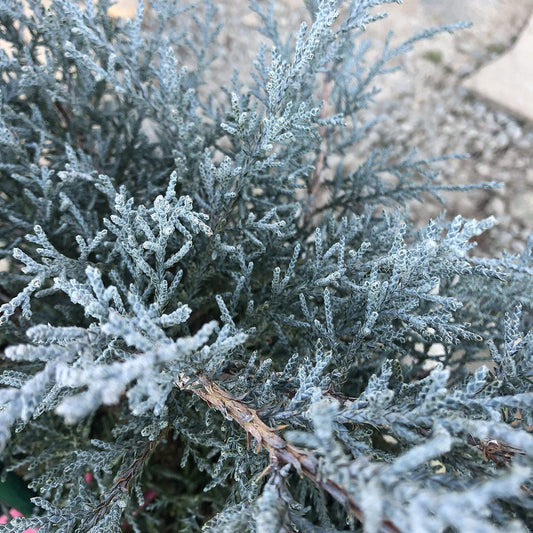 Juniper Angelica Blue - Live Gallon Size Plants - Juniperus Chinensis - Drought Tolerant Evergreen Cold Hardy Shrub