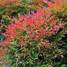 Nandina Gulfstream | Extra Large Gallon Plants | Nandina Domestica 'Gulfstream' | Year-Round Colorful Foliage | Garden Accent