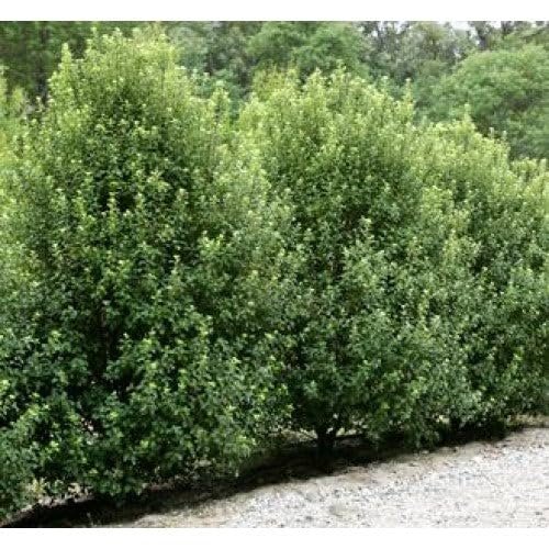 Pittosporum Green | Extra Large Gallon Plants | Pittosporum Tobira | Lush Privacy Hedge | Easy-Care Landscape