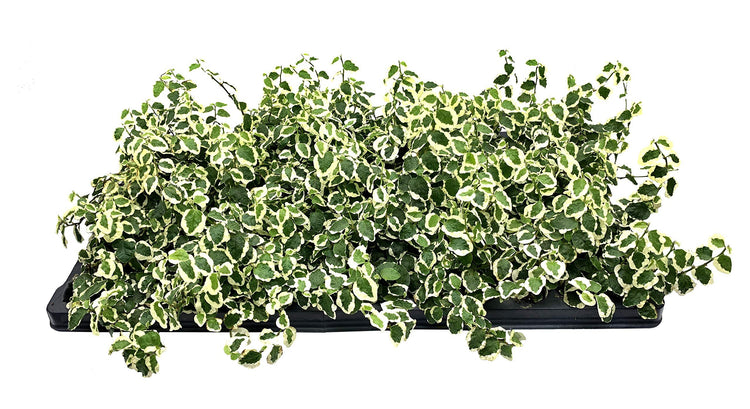 Variegated Creeping Fig Vine - Ficus Pumila Variegata - Live Fully Rooted Inch Plants - Climbing Ivy