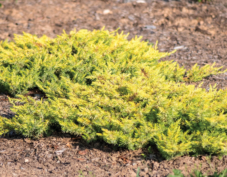 Premium Gold Star Juniper Shrub | Gallon Live Plants | Perfect for Landscaping, Low Maintenance Evergreen Plant, Ideal for Garden Decoration, Hardy Outdoor Plant