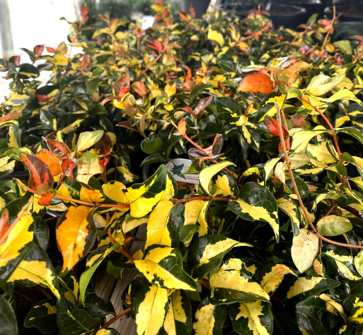 Jasmine Summer Sunset | Live Quart Size Plants | Trachelospermum Asiaticum | Colorful Ground Cover | Ornamental Foliage Plants