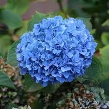 Hydrangea Nikko Blue | Extra Large Gallon Plants | Hydrangea macrophylla | Vibrant Bloom Color | Garden Favorite