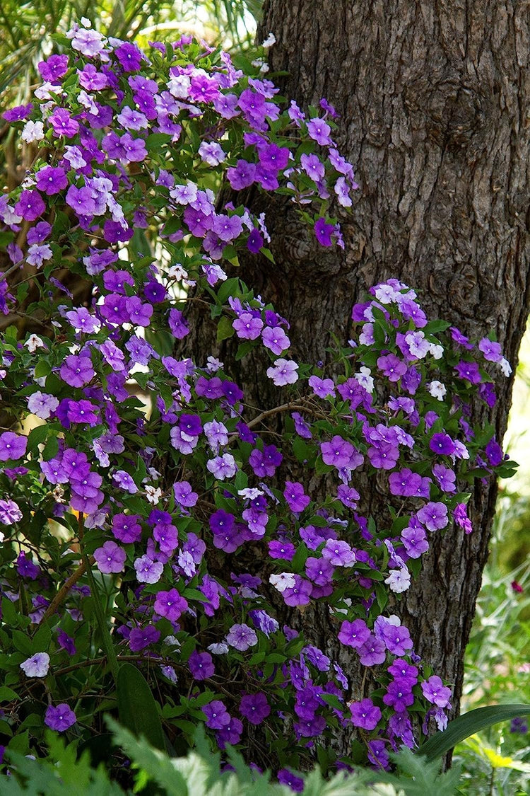 Yesterday, Today and Tomorrow | Live Plants | Brunfelsia Pauciflora