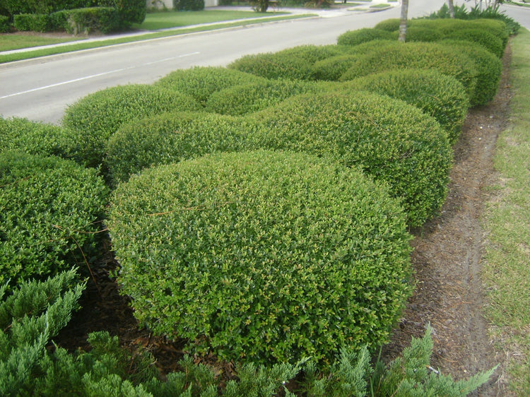 Dwarf Yaupon Holly | Live Gallon Size Plants| Ilex Schilling Stokes Vomitoria | Evergreen Drought Tolerant Low Maintenance Hedge Shrub