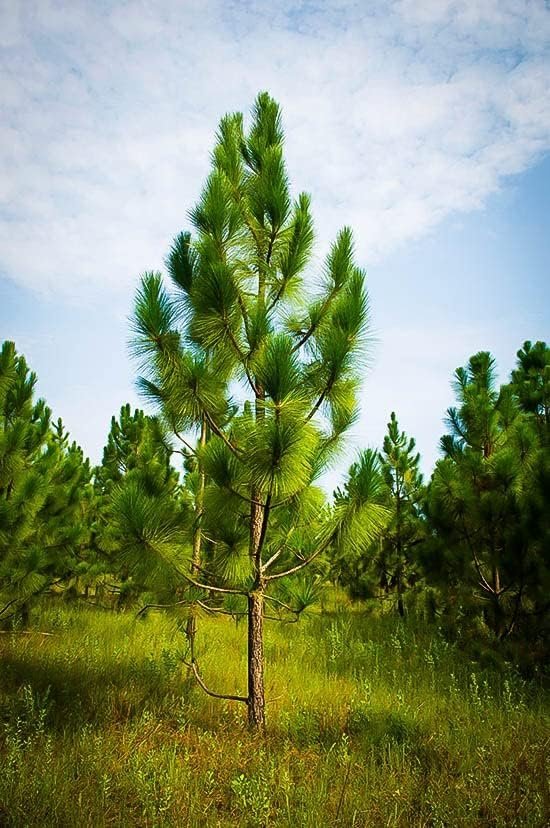 Longleaf Pine Tree | Live Plants | Pines Palustris | Hardy Fast Growing Evergreen Eco-Friendly Trees