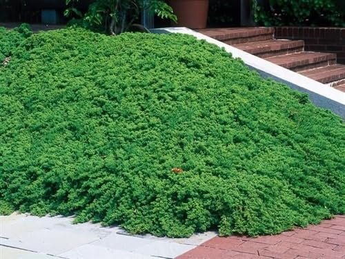 Procumbens Nana Juniper | Extra Large Gallon Plants | Lush, Low-Growing Evergreen, Ideal for Ground Cover, Bonsai, Topiary, and Landscape Design, Hardy & Drought Resistant