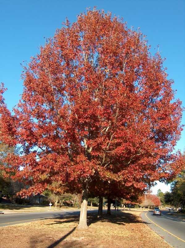 Shumard Red Oak | Live Trees | Quercus Shumardii | Drought Tolerant Weather Resistant Shade Planting