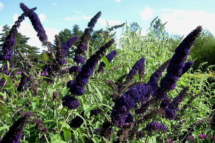 Buddleia Black Knight | Live Gallon Size Plants | Fragrant Butterfly Bush, Attracts Butterflies & Hummingbirds, Drought Tolerant Flowering Shrub