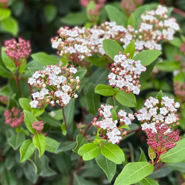 Viburnum Spring Bouquet | Extra Large Gallon Plants | Viburnum Tinus 'Spring Bouquet' | Evergreen Privacy Hedge | Year-Round Interest