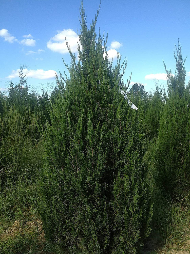 Keteleeri Juniper | Live Gallon Size Tree | Juniperus Chinensis | Drought Tolerant Cold Hardy Evergreen Plant