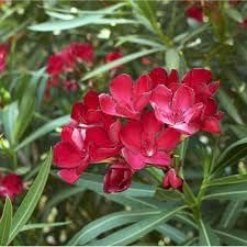 Oleander Red | Extra Large 3 Gallon Plants | Nerium Oleander | Stunning Landscape Addition | Sun-Loving Blooms