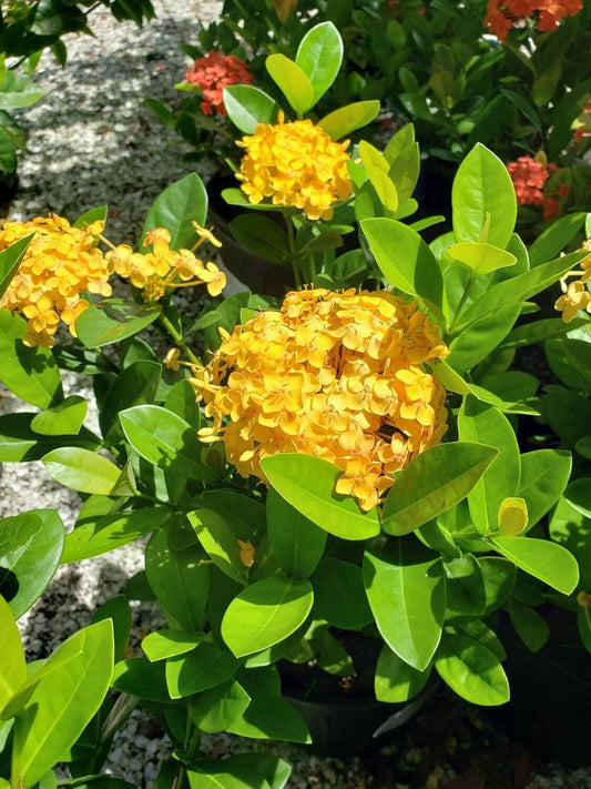 Ixora Yellow | Extra Large Gallon Plants | Ixora chinensis | Bright Garden Highlight | Sun-Loving Tropical Shrub