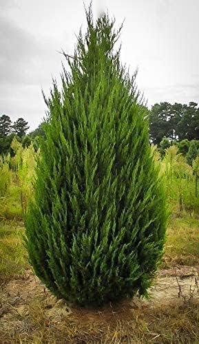 Spartan Juniper | Large Gallon Size Trees | Juniperus Chinensis | Live Evergreen Privacy Screening Plant