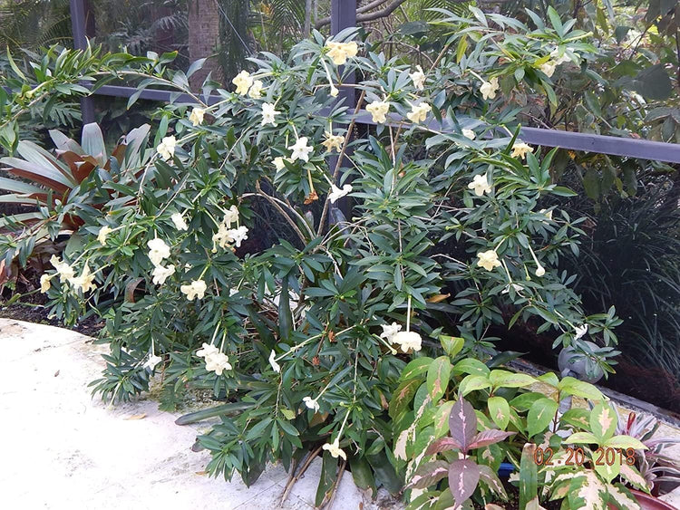 Lady of The Night | Live Plants | Brunfelsia Americana Nitida | Fragrant Tropical Bloomer | Perfect for Evening Gardens (10 Plants)