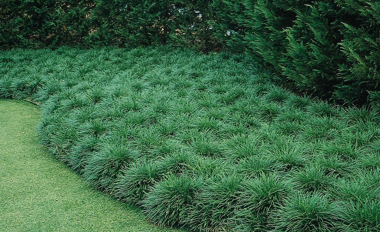 Mondo Grass - Live Plants - Ophiopogon Japonicus - Live Evergreen Groundcover Plants - Shade Loving