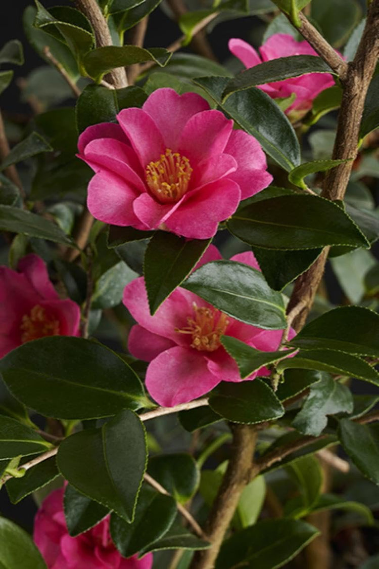 Camellia Sasanqua Kaniiro I Extra Large Gallon Plants | Pink Flowering Vibrant Blooming Shrub, Live Plant for Garden, Landscape & Home Decor, Hardy Evergreen Ornamental Flowering Bush