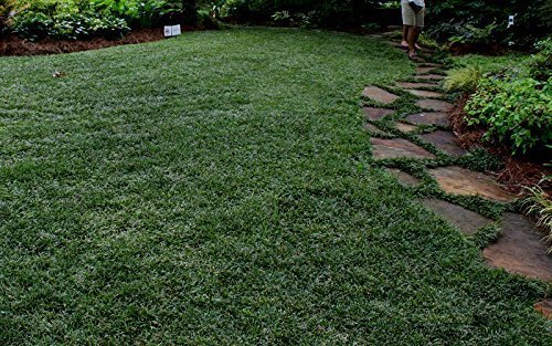 Dwarf Mondo Grass | Large Gallon Size Plants | Ophiopogon Japonicus Nanus | Live Evergreen Shade Loving Groundcover