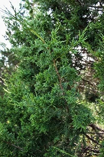 Keteleeri Juniper | Live Quart Size Plants | Stunning Evergreen for Year-Round Beauty, Excellent for Privacy Hedges, Windbreaks, and Ornamental Landscaping, Drought Tolerant