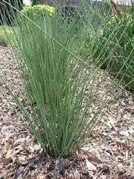 Rush Grass Blue Arrow | Extra Large Gallon Plants | Juncus inflexus | Vibrant Landscape Accent | Hardy Garden Addition