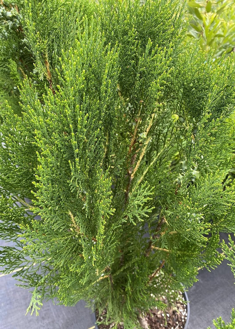 Blue Cone Arborvitae | Live Quart Size Plant | Vibrant Blue-Green Foliage for Landscaping, Hedges, and Privacy Screens, Drought and Deer Tolerant