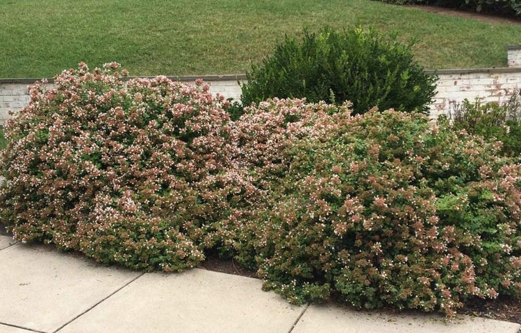 Abelia Chinensis Rose Creek - Live Plants - Flowering Deer Resistant Butterfly Attracting Shrub