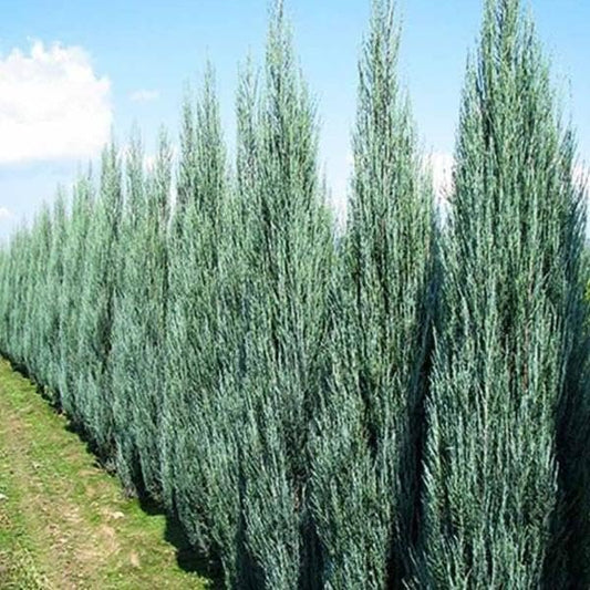 Blue Arrow Juniper | Extra Large Gallon Plant | Juniperus Scopulorum | Privacy Hedge | Upright Conifer | Durable Outdoor Plant | Landscape Enhancement