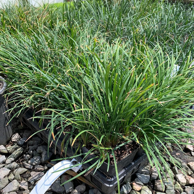 Mondo Grass | Live 4 Inch Pots | Ophiopogon Japonicus | Durable Ground Cover | Shade Tolerant Landscaping Plants