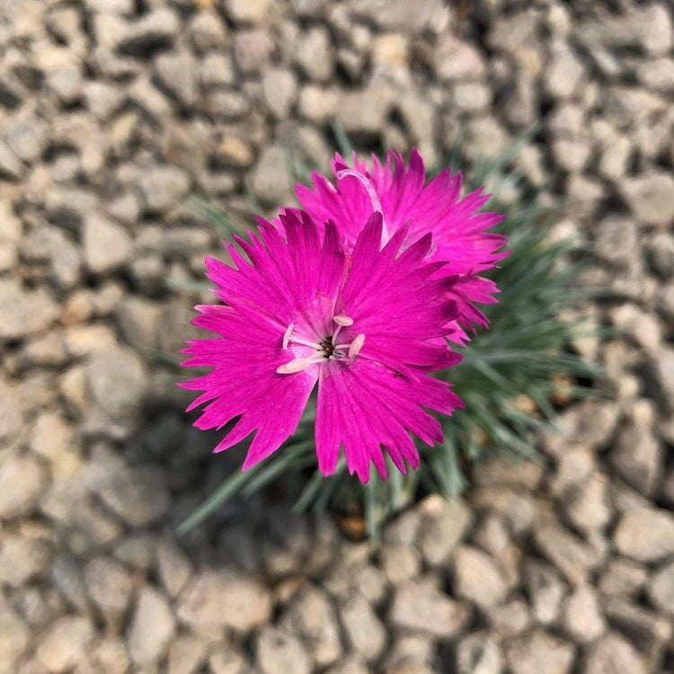 Firewitch Dianthus Plants | Live Seedlings | Dianthus Gratianopolitanus Firewitch | Perfect for Vibrant Colorful Gardens | Hardy & Fragrant (30 Plants)