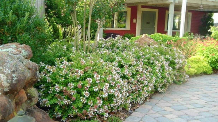 Abelia Chinensis Rose Creek - Live Plants - Flowering Deer Resistant Butterfly Attracting Shrub