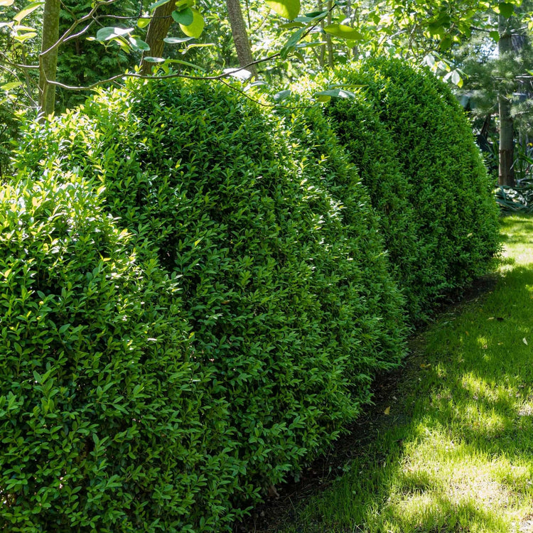 Sunbright Boxwood | Live Plants | Luminous Golden-Yellow Foliage, Perfect for Borders & Landscaping, Year-Round Color & Drought Tolerant, Live Shrub Plant