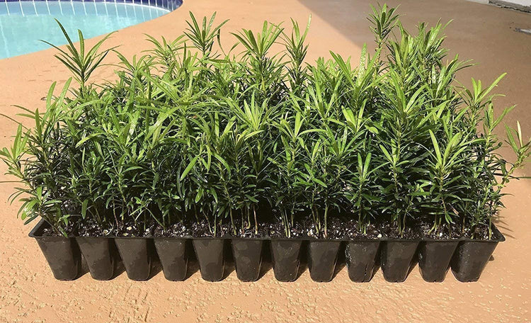 Podocarpus Macrophyllus Japanese Yew - Live Plants - Evergreen Privacy Hedge