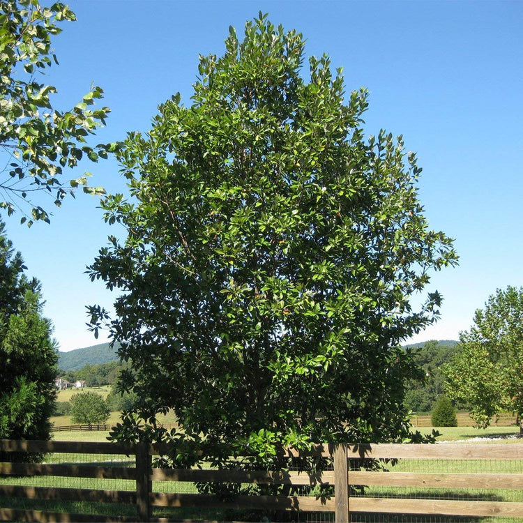 Sweet Bay Magnolia Tree | Magnolia Virginiana | Live Plants | Beautiful Ornamental Specimen