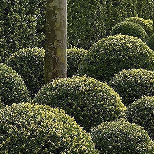 Japanese Holly | Large Gallon Size Plants | Ilex Compacta Crenata | Low Maintenance Evergreen Foundation Shrub