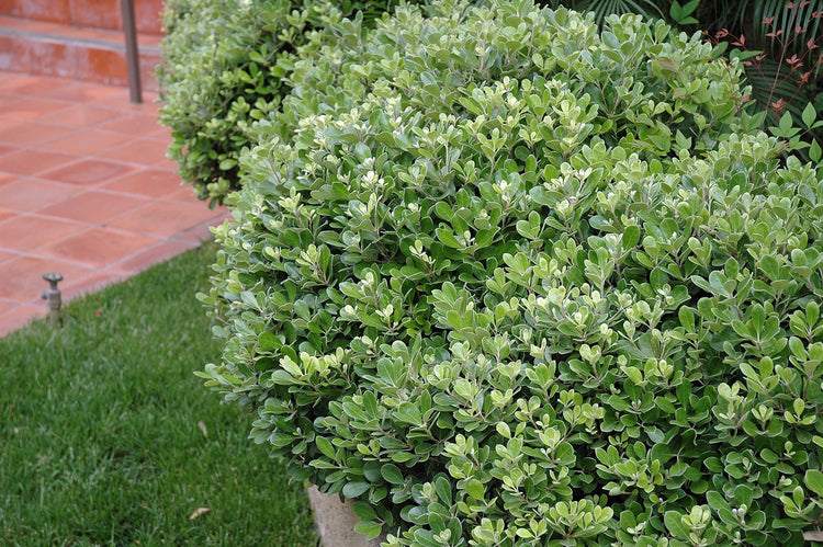 Compact Green Pittosporum | Live Plants | Pittosporum Tobira | Beautiful Fragrant Flowering Low Maintenance Shrub