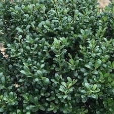 Compacta Holly Ilex | Extra Large 3 Gallon Plant | Ilex crenata 'Compacta' | Dense Foliage Evergreen | Ideal for Landscaping