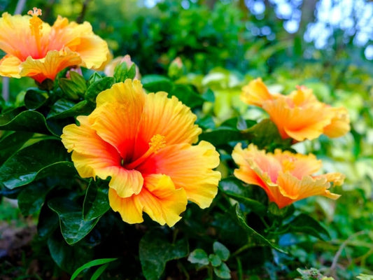 Hibiscus Red & Yellow | Live Plants | Hibiscus Rosa-Sinensis | Vibrant Blooms | Garden Favorites