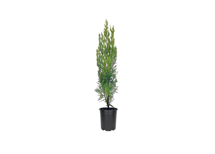 Spartan Juniper - Juniperus Chinensis - Live inch Container Trees - Evergreen Privacy Screening Plants