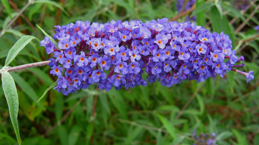 Buddleia Nanho Blue | Extra Large Gallon Plants | Fragrant & Compact Butterfly Bush, Ideal for Vibrant Landscapes, Attractive Borders & Butterfly Gardens, Drought Tolerant