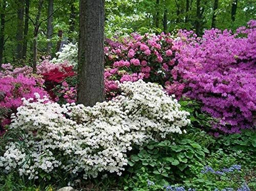 Azalea Pink Ruffle - Live Plants - Pink Flowering Rhododendron Shrub