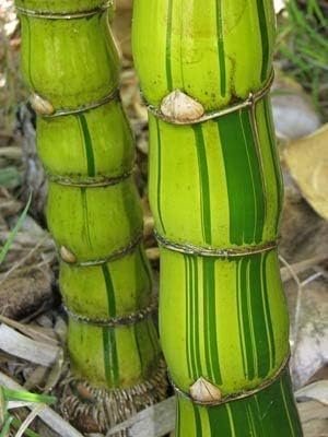 Striped Dwarf Buddha Belly Bamboo | Live Plants | Bambusa Vulgaris Wamin Striata | Rare Non-Invasive Clumping Bamboo