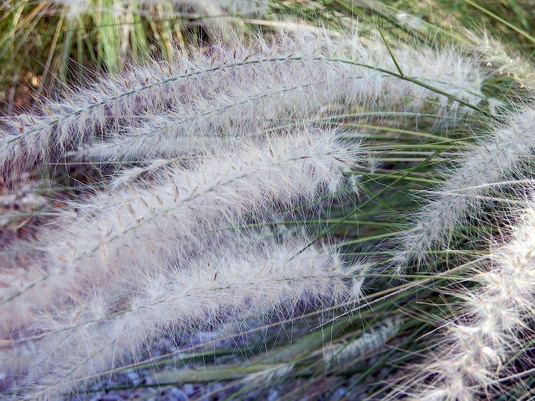 White Fountain Grass | Large Gallon Size Plants | Pennisetum Alopecuroides | Low Maintenance Blooming Ornamental Grass