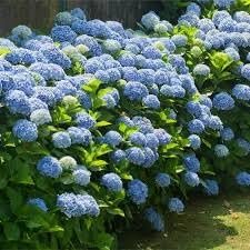 Hydrangea Nikko Blue | Extra Large 3 Gallon Plants | Hydrangea macrophylla | Vibrant Bloom Color | Garden Favorite