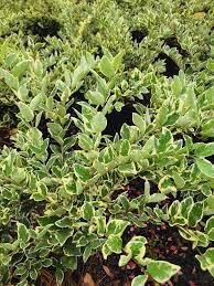 Ligustrum Jack Frost | Extra Large Gallon Plants | Variegated Foliage | Ideal for Hedges and Borders | Decorative Outdoor Shrub | Plants