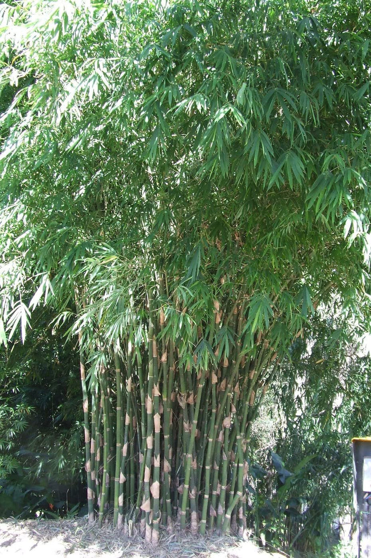 Graceful Bambusa Nutans Bongkhai Ever Bamboo | Large Gallon Size Plants | Fast-Growing Privacy Screen | Hardy & Lush Outdoor Greenery