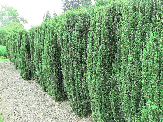 Sky Pencil Japanese Holly - Large Gallon Plants - Low Maintenance Formal Evergreen Ilex Hedge