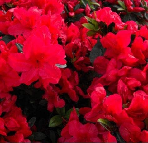 Azalea Coronado Red - Live Plants - Red Flowering Rhododendron Shrub