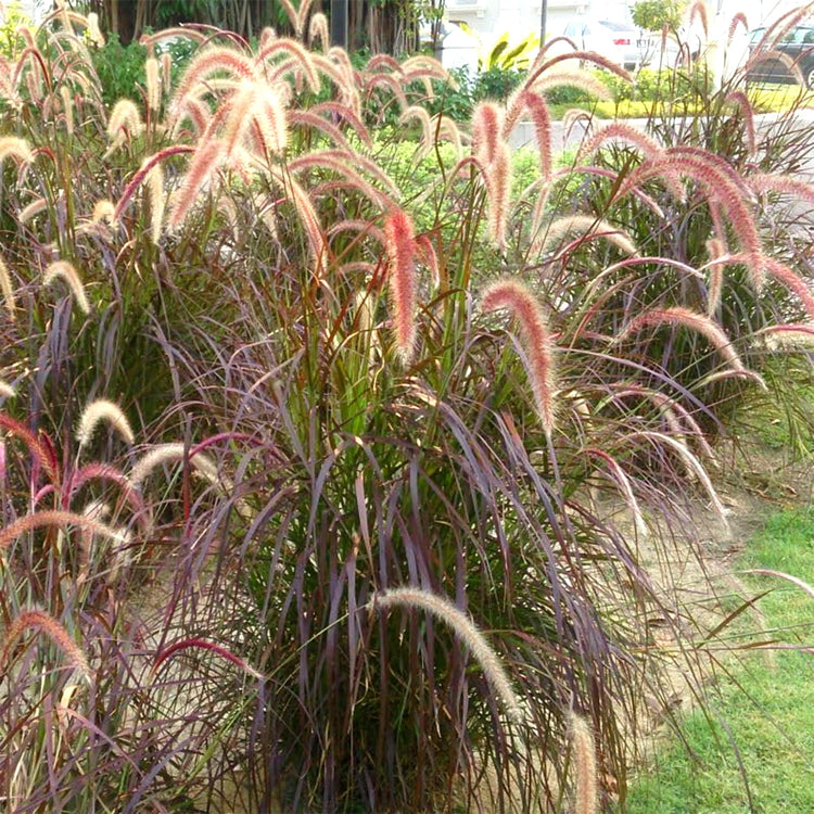 Red Fountain Grass | Extra Large Gallon Plant | Pennisetum Setaceum Rubrum | Vibrant Landscape Feature | Striking Color Contrast | Full Sun Perennial Ornamental Grass