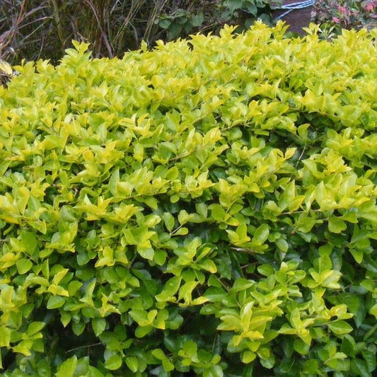 Duranta Gold Mound | Extra Large 3 Gallon Plants | Duranta Erecta 'Gold Mound' | Vibrant Foliage | Landscape Accent